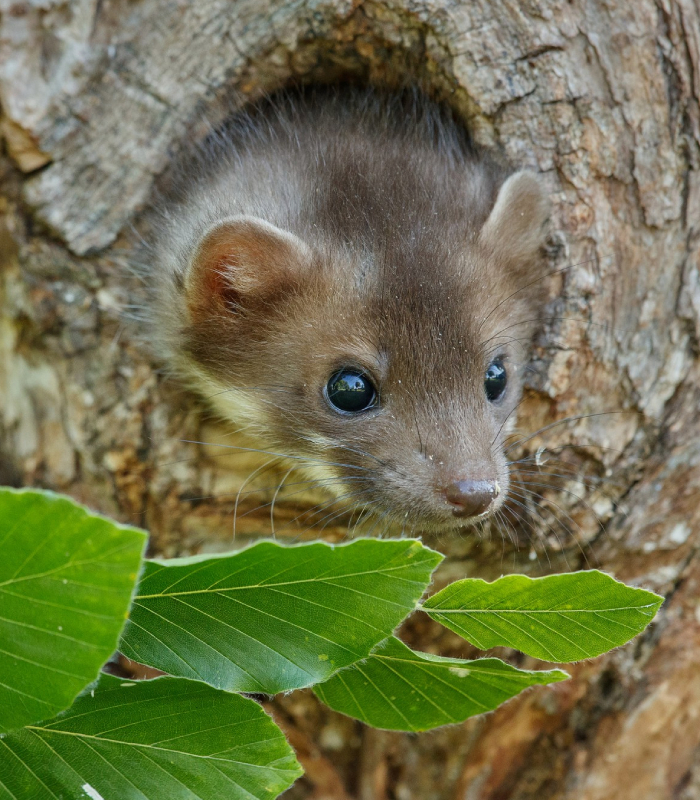 Fouine sortant de sa cachette dans un arbre, intervention d’Allo Centre Technique Anti-Parasites