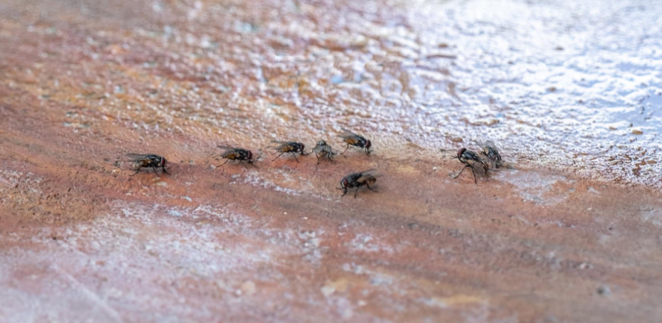 Traitement contre les mouches Plusieurs mouches présentes sur une surface, nuisibles traités par Allo Centre Technique Anti-Parasites