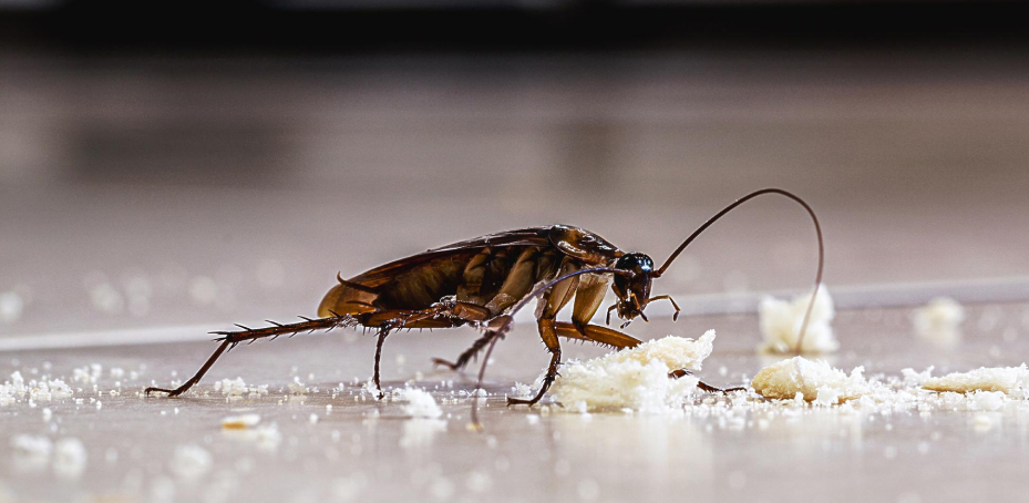 Traitement contre les cafards Cafard attiré par des miettes dans une habitation, intervention d’Allo Centre Technique Anti-Parasites